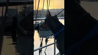 .. #Fyp #dream #sailing #doberman #pets