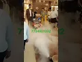 Download Lagu Dry ice fog machine for birthday party entry, wedding Lucknow