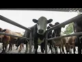 Download Lagu GEA Dairy Farming - Drive dairy efficiency with GEA iXPRESS