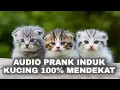 Download Lagu Suara Anak Kucing Mengeong Mencari Induknya Minta Susu Dan Minta Tolong