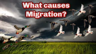 Duck Hunting - Weather and Ducks Understanding Waterfowl MIGRATION