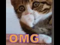 Cat giving flying kiss