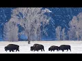 Download Lagu Peace in the Colorado Rocky Mountains, Beautiful Soothing Music, Relaxing Music by Tim Janis