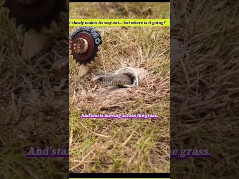 Watching This Snake Make Its Way Out 🐍