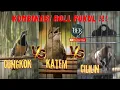 Download Lagu CUCAK CUNGKOK KAPAS TEMBAK CILILIN MASTERAN KOMBINASI ROLL PUKUL #masteranjernih #masteranmuraibatu