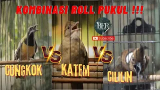 cucak cungkok kapas tembak cililin masteran kombinasi roll pukul masteranjernih masteranmuraibatu