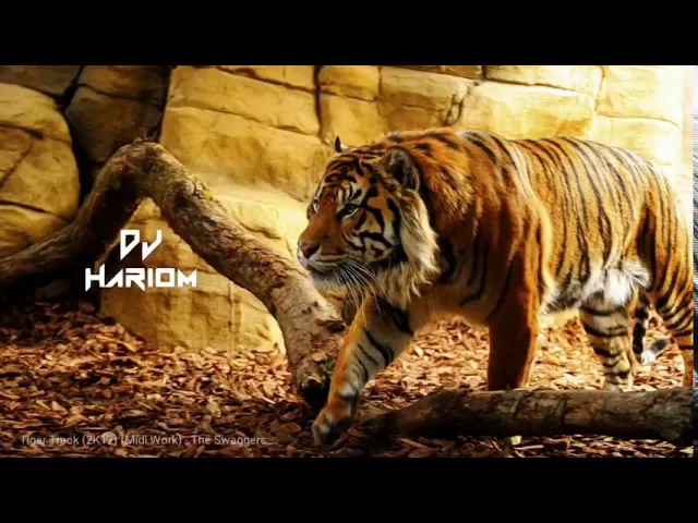 Tiger sandal dhumal - DJ HARIOM audio juke box