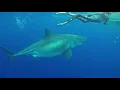 Deep Blue Great White Shark discovered by Aloha Scuba Diving on Oahu