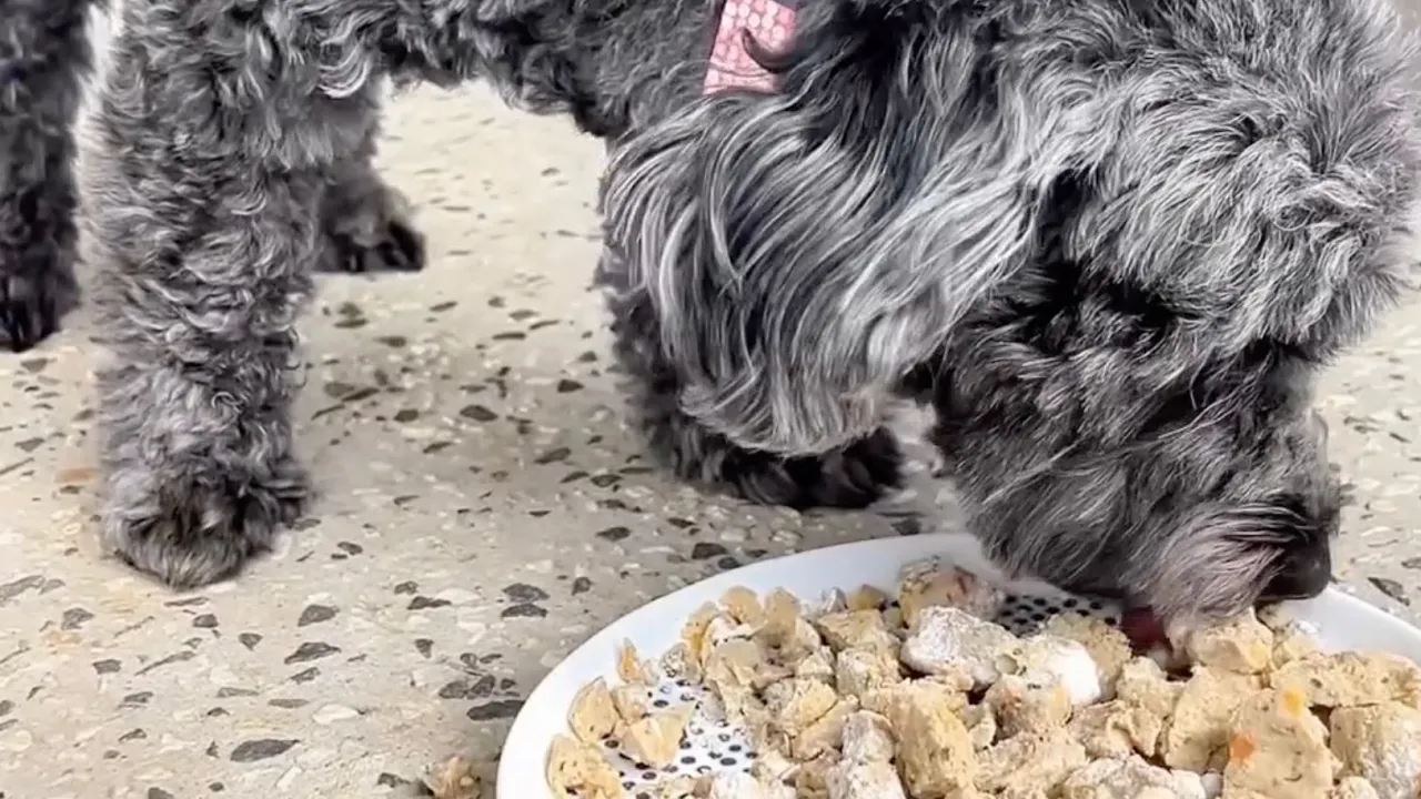 Lyka Pet Food — Lyka — Healthy Dog Food Subscription (YouTube video ad)