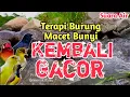 Download Lagu KEMBALI GACOR‼️ Suara Air Untuk Terapi Burung Macet Bunyi dan Stress
