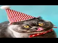 Lagu Funniest Christmas Cats