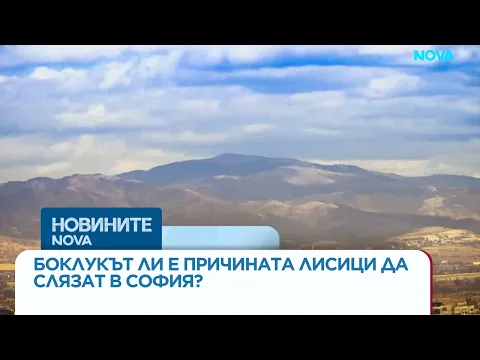 Лисици в София: Защо дивите животни все по-често избират градската среда?