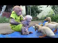 Download Lagu Bibi takes the poor baby monkey to explore the farm and gives special love!