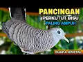 Download Lagu Perkutut Lokal Gacor Suara Paling Ampuh Untuk Pancingan Burung Perkutut Agar Bunyi.