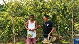 Giant Jujube Farming: Super Fruit na Pwedeng Pagkakitaan!