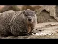 Creature Feature Groundhog