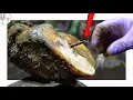 Download Lagu *HUGE* RUSTY SCREW PULLED out of COWS FOOT