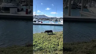 #fyp #dream #doberman #pets #vlog