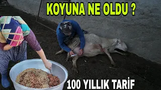 KOYUNA NE OLDU..ANSIZIN HABER GELDİ.100 YILLIK TARİF..KELLE KIRIYORUZ