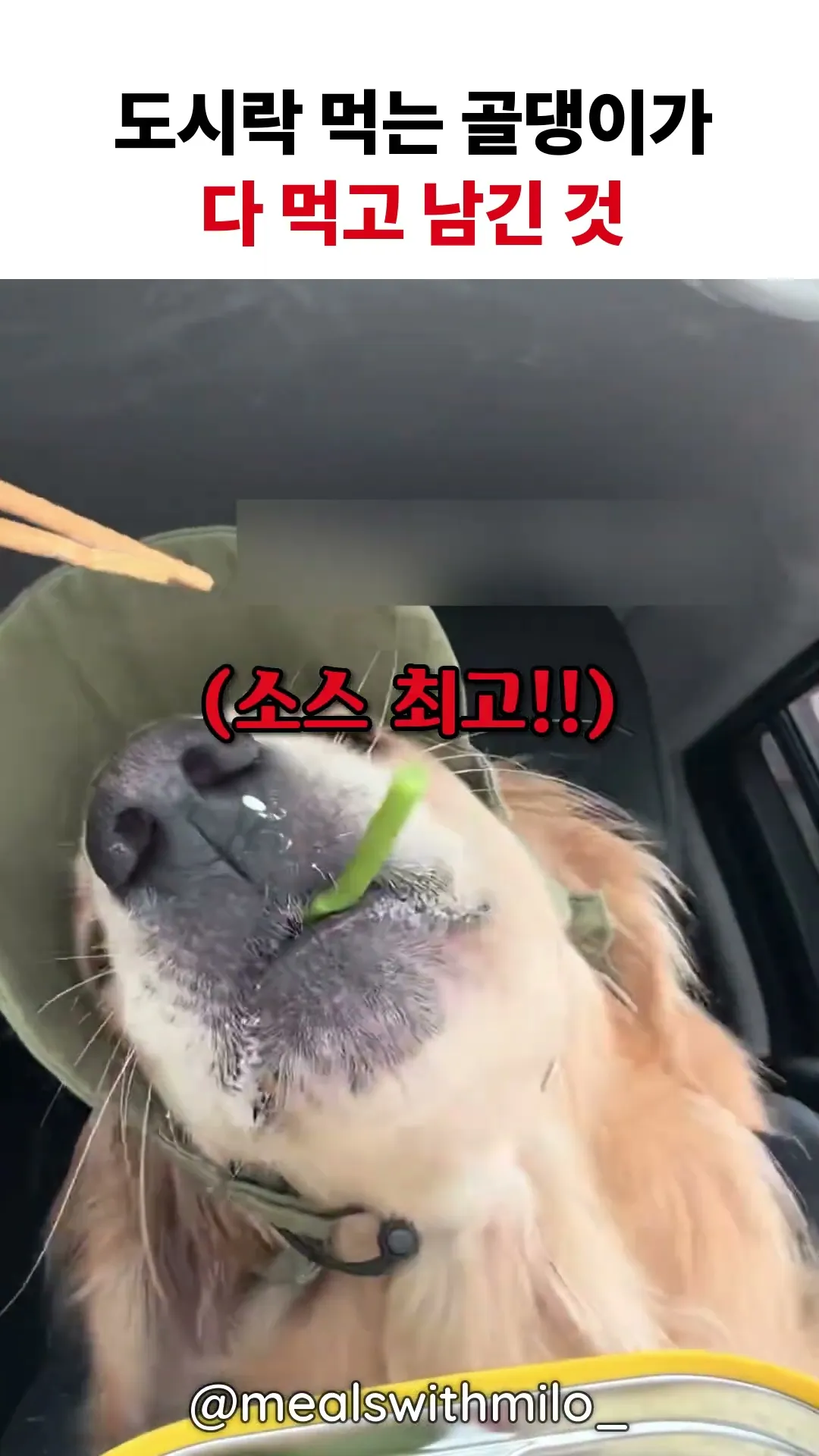 도시락 먹는 골댕이가 다 먹고 남긴 것