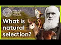 What is natural selection Natural History Museum