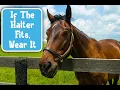How to Choose the Best Horse Halter