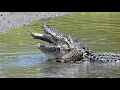 Alligator Displays of Exciting Activity and Behavior