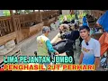 Download Lagu JAWA RANDU SUPER-JRABANG NYENI.PENGHASIL 2JT/HARI