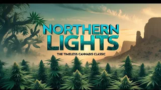 Northern Lights The Timeless Cannabis Classic