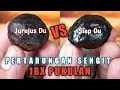Download Lagu tes uji kekuatan muncang yanti VS Jayanti