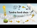 Tundra Biome food chain Explained