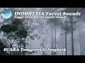 Download Lagu SUARA TONGGERET GARENGPUNG & JANGKRIK di HUTAN | Indonesia Nature Forest Sounds |Insect forest sound