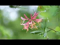 雨の物語　　イルカ