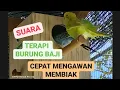 Download Lagu TERAPI SUARA BURUNG BAJI PARKIT AGAR CEPAT MEMBIAK
