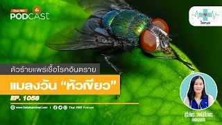 วงจรชีวิตของแมลงวันหัวเขียวใช้เวลานานแค่ไหน