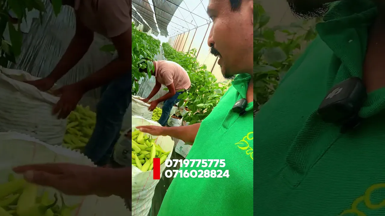 හරියට ඉගෙනගෙන වගා කරමු