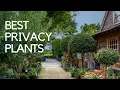 Download Lagu Garden screening plants - what works, what's new \u0026 how to choose