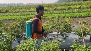 THIS CREATIVE FARMING TOOL MAKES PEST CONTROL SO MUCH EASIER! - Agricultural Farming