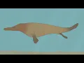 Download Lagu From Feet to Flippers: The Evolution of Whales
