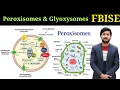Peroxisomes and Glyoxysomes structure and functions Fbise class 11 chapter 1 biology