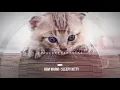 Download Lagu 🎧Warm bgm♫Sleepy Kitty♫UmbrTone-No Copyright Music
