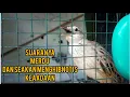 Download Lagu CUCAK KORENG GACOR SUARANYA SANGAT MERDU