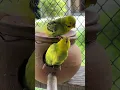 Download Lagu Parrots in New Home #parrot #birds #parrots #viralshort #short #shorts #lovebirds #viral #budgies