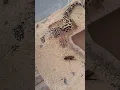 Download Lagu #SHORTS | LIRIK SANA LIRIK SINI #gecko #animals #cuteanimals #pets