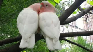ياطائر الحب      دندنها