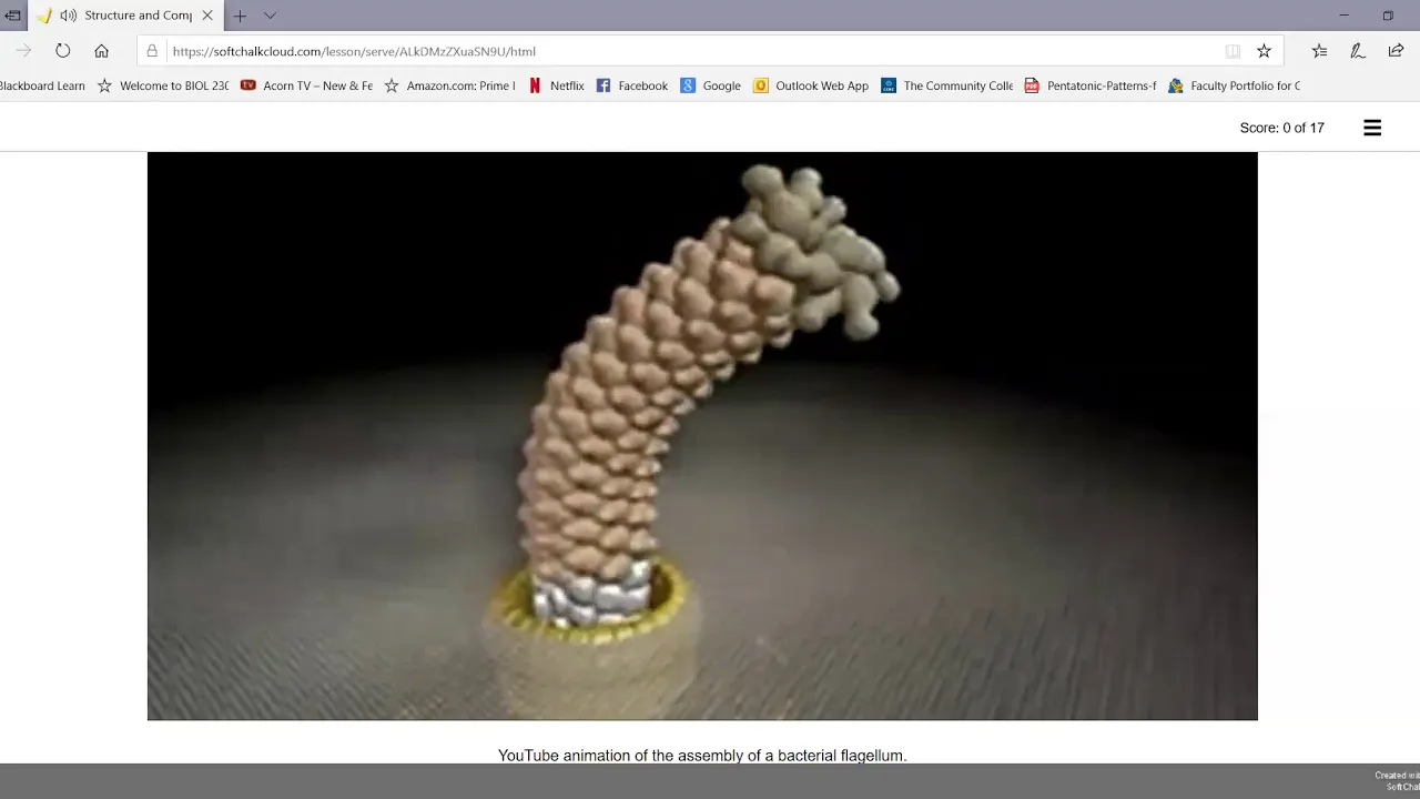 Bacterial Flagella