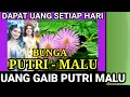 UANG GAIB BUNGA PUTRI MALU ! DAPAT UANG SETIAP HARI