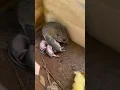 Download Lagu Mice with their babies are the cutest animals!  #babyanimals #animals