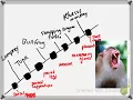 bio 11-7-17 cladogram construction