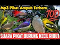 Download Lagu Suara Pikat Burung Kecil Ribut Terbaru, Kombinasi Sogon Dan Kutilang, Bikin Burung Liar Auto Emosi
